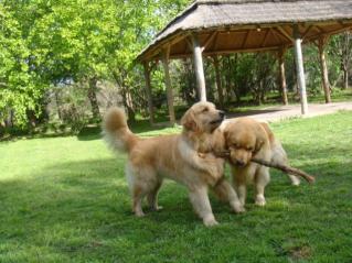 Lorenzo y Cockie