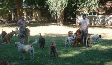 Supervisión por adiestradores caninos